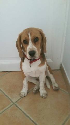 Adorable Beagle femelle 8 mois + niche, croquettes... à vendre