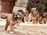 Chiots Bergers des Pyrénées-Labrits à vendre