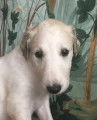 chiot du Grand Sérail