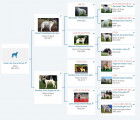 Lignage en images des chiots de la portée