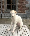 Saskia