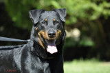 &Eacute;talon Beauceron cotation 4 disponible pour saillie