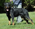 &Eacute;talon Beauceron cotation 4 disponible pour saillie