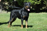 &Eacute;talon Beauceron cotation 4 disponible pour saillie