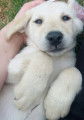 chiot labrador sable