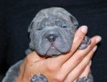 Shar-Peïs femelles brush LOF disponibles après le 5 août