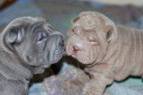 Shar-Peïs femelles brush LOF disponibles après le 5 août