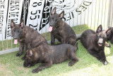 Chiots Bergers Hollandais LOF (3 mâles et 2 femelles) disponibles dès maintenant