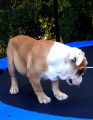 Chiot New English Bulldog