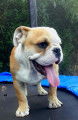 Chiot New English Bulldog