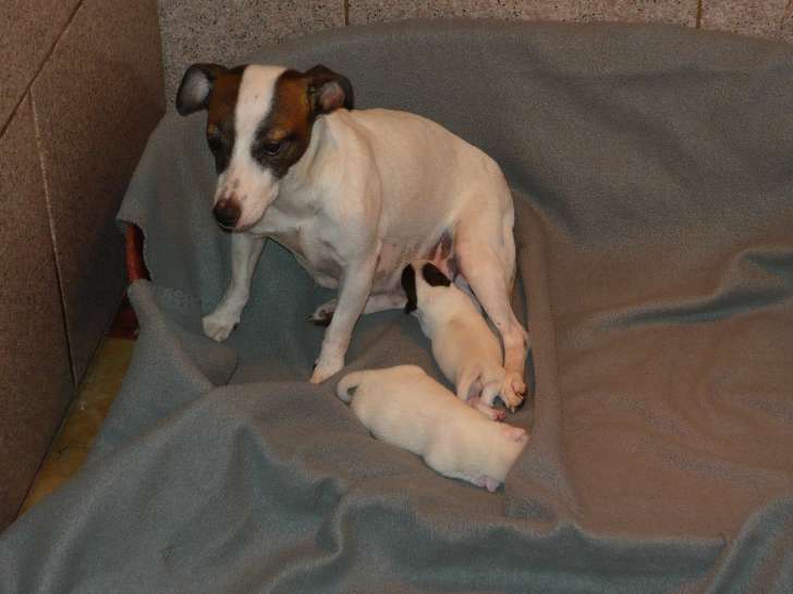 Vend chiot Jack Russell Terrier