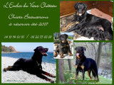 Chiots Beaucerons LOF à réserver