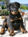 Chiots Beaucerons LOF à réserver