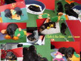 Chiots Beaucerons LOF à réserver