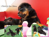 Chiots Beaucerons LOF à réserver