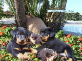 Chiots Beaucerons LOF à réserver
