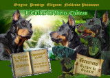 Chiots Beaucerons LOF à réserver