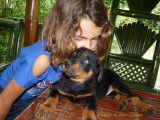 Chiots Beaucerons LOF à réserver