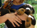Chiots Beaucerons LOF à réserver