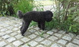Superbe Caniche Toy Noir disponible pour saillie