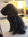Superbe Caniche Toy Noir disponible pour saillie