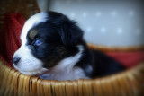 Chiots Bergers Australiens miniatures à réserver