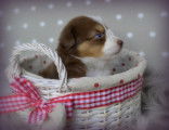 Chiots Bergers Australiens miniatures à réserver