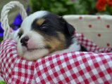 Chiots Bergers Australiens miniatures à réserver
