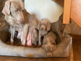 Chiots de type Braque de Weimar à vendre (2 femelles & 3 mâles)