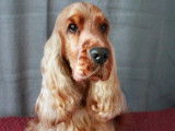 Cocker fauve foncé : cotation 3 excellent. Champion