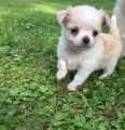 Chiot Chihuahua &agrave; poil long m&acirc;le &agrave; vendre