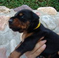 Dobermann à vendre