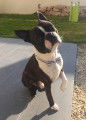 Boston Terrier pour saillie (lignée Grands Fresnoy)