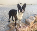 Boston Terrier pour saillie (lignée Grands Fresnoy)