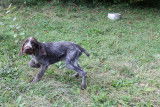 Chiots de race Drahthaar LOF &agrave; vendre