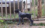 Chiots de race Drahthaar LOF &agrave; vendre