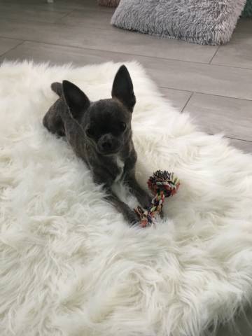 Chihuahua Bleu Poil Court LOF Mâle disponible pour saillie