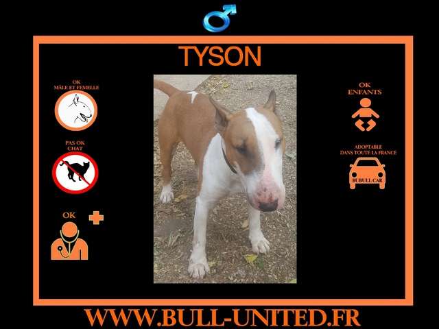 Vend Tyson, Bull Terrier de 3 ans