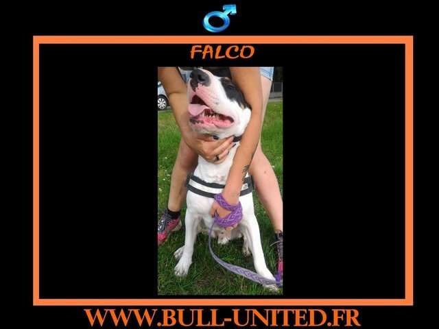 Vend Falco, Bull Terrier de 2 ans