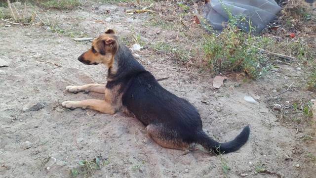Cherche une famille au grand coeur pour une chienne sauvée des rues d'Albanie