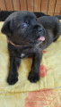 Chiots Cane Corso LOF à vendre
