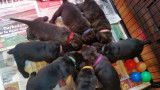 Chiots Cane Corso LOF à vendre