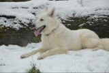 Berger Blanc Suisse disponible pour saillie