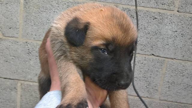 A Reserve 25 Chiots Malinois Pure Race Petite Annonce Chien
