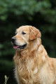 Golden Retriever mâle : proposition de saillie