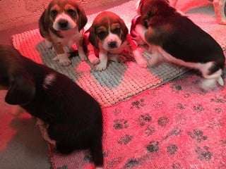 Chiots Beagles tricolore LOF à vendre