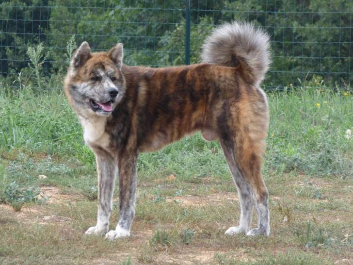Chiots Akita Inu Lof A Reserver Petite Annonce Chien