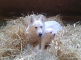 Chiots Bergers Blancs Suisses à réserver