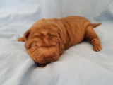 Chiots Sharpei LOF &agrave; vendre