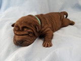 Chiots Sharpei LOF &agrave; vendre